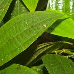 Miconia rubescens 葉