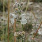 Nepeta nepetella 花