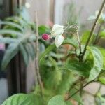 Clerodendrum thomsoniaeКветка