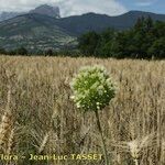Allium scaberrimum Lorea