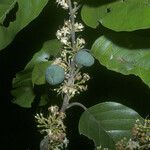 Emmotum fagifolium Fruit