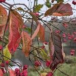 Euonymus europaeus ᱥᱟᱠᱟᱢ