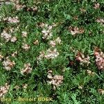 Vicia argentea Hábito