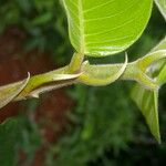 Perebea guianensis Corteza