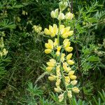 Lupinus arboreus Plante entière