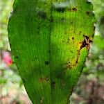 Eurychone rothschildiana Leaf