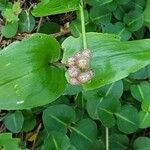 Maianthemum canadense Fruto