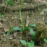 Orchis provincialis Flor