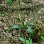 Orchis provincialis Bloem