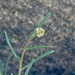 Reseda glauca