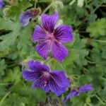 Geranium ibericumBlomst