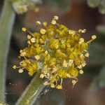 Lomatium mohavense Bloem