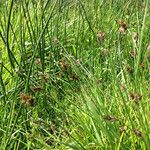 Carex subbracteata Habit