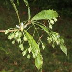 Hymenandra stenophylla Flor