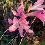 Amaryllis belladonnaFlower