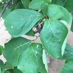 Ehretia amoena Hoja