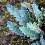 Asplenium ceterach List