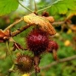 Ribes menziesii Fruit