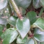 Kalanchoe densiflora ᱥᱟᱠᱟᱢ