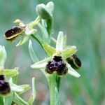 Ophrys virescens Mosusu