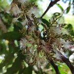 Zygia longifolia Flor