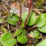 Pyrola chlorantha पत्ता