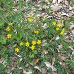 Hypericum australe Flower