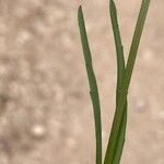 Valeriana coronata Deilen