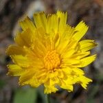 Hieracium cerinthoides Floare