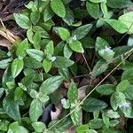 Barleria ventricosa Leaf