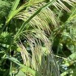 Bromus tectorum Inny