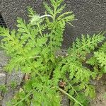 Papaver hybridum Leaf