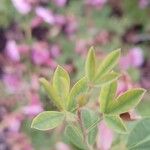 Chamaecytisus purpureus Leaf