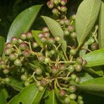 Zanthoxylum schreberi Vrucht