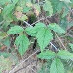 Rubus ursinus 葉