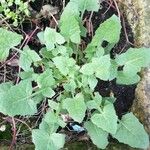 Sonchus oleraceus (L.) L.Leaf