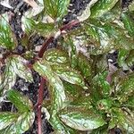 Paeonia mascula ഇല