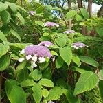 Hydrangea sargentianaFiore