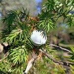 Juniperus drupacea Fruitua