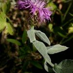 Centaurea jordaniana その他の提案