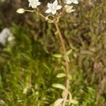 Sedum monregalense Celota