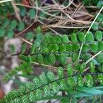 Asplenium trichomanes Φρούτο