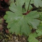 Geranium lucidum Листок