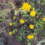 Pulicaria arabica Fula