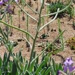 Matthiola sinuata Ffrwyth