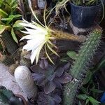Echinopsis candicans Bark