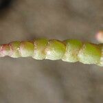 Salicornia europaea Cortiza