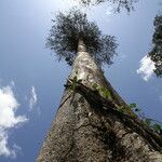 Celtis mildbraedii Habitus
