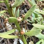 Heliotropium curassavicum Fruit