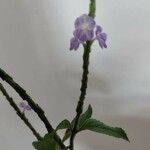 Stachytarpheta indica Λουλούδι